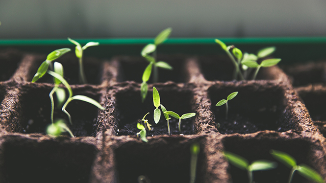 Seedlings growing in a tray